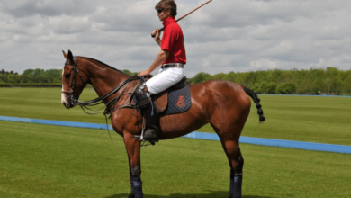 Horse for Polo