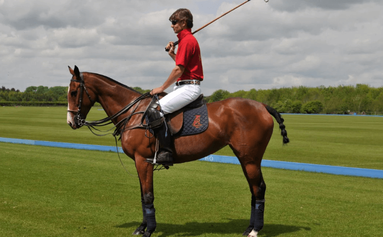 Horse for Polo