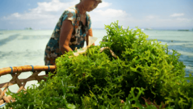 Exploring the Nutritional Value of Seaweed and Other Ocean Greens