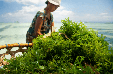 Exploring the Nutritional Value of Seaweed and Other Ocean Greens