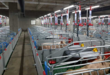 Understanding the Pigging System of 2 Pigs: Precision, Productivity, and Product Purity