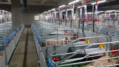 Understanding the Pigging System of 2 Pigs: Precision, Productivity, and Product Purity