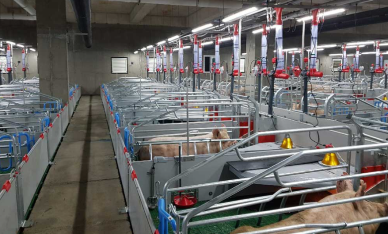 Understanding the Pigging System of 2 Pigs: Precision, Productivity, and Product Purity