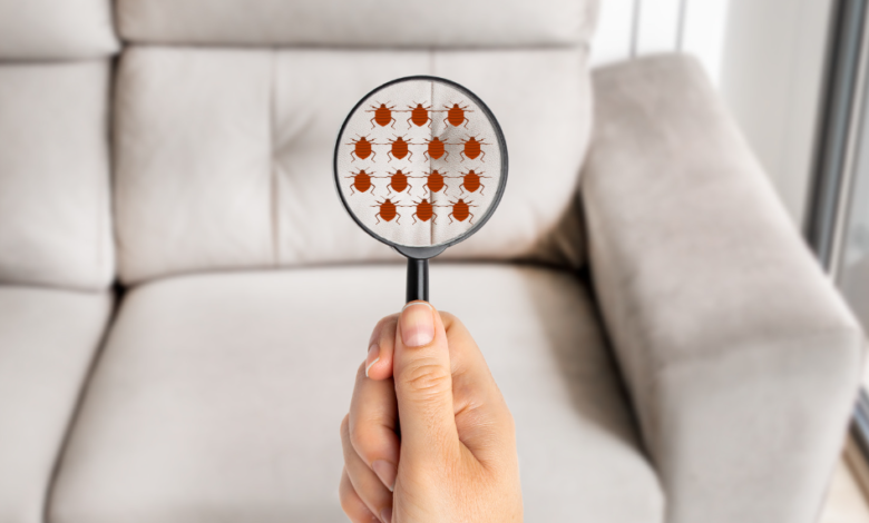 How Bed Bug Symptoms Impact Quality of Life