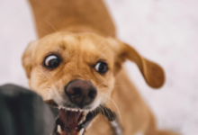 Dog Bite Claims Can Be Difficult to Settle Without a Lawyer