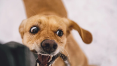 Dog Bite Claims Can Be Difficult to Settle Without a Lawyer