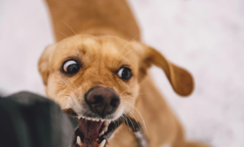 Dog Bite Claims Can Be Difficult to Settle Without a Lawyer