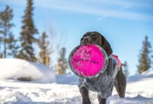 hyper flow market node 711753888