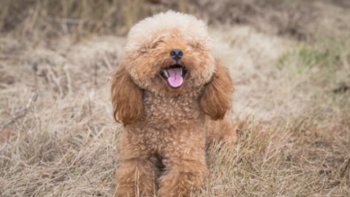 Where to Find F1B Goldendoodle Puppies Available Right Now