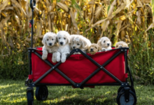 Healthy F1 Goldendoodle Puppies for Sale Family Raised
