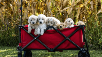 Healthy F1 Goldendoodle Puppies for Sale Family Raised