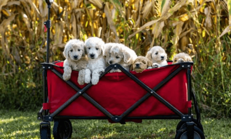 Healthy F1 Goldendoodle Puppies for Sale Family Raised